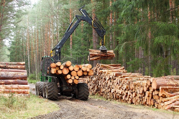 Harvesting Timber